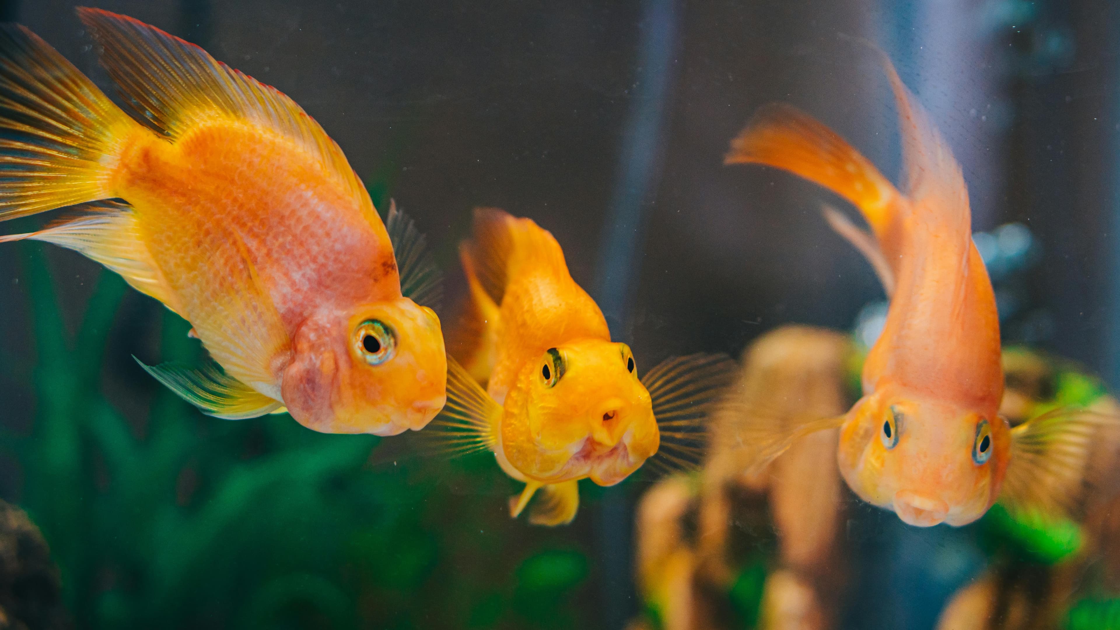 Preparing for Your First Pet Fish: The Essential Guide