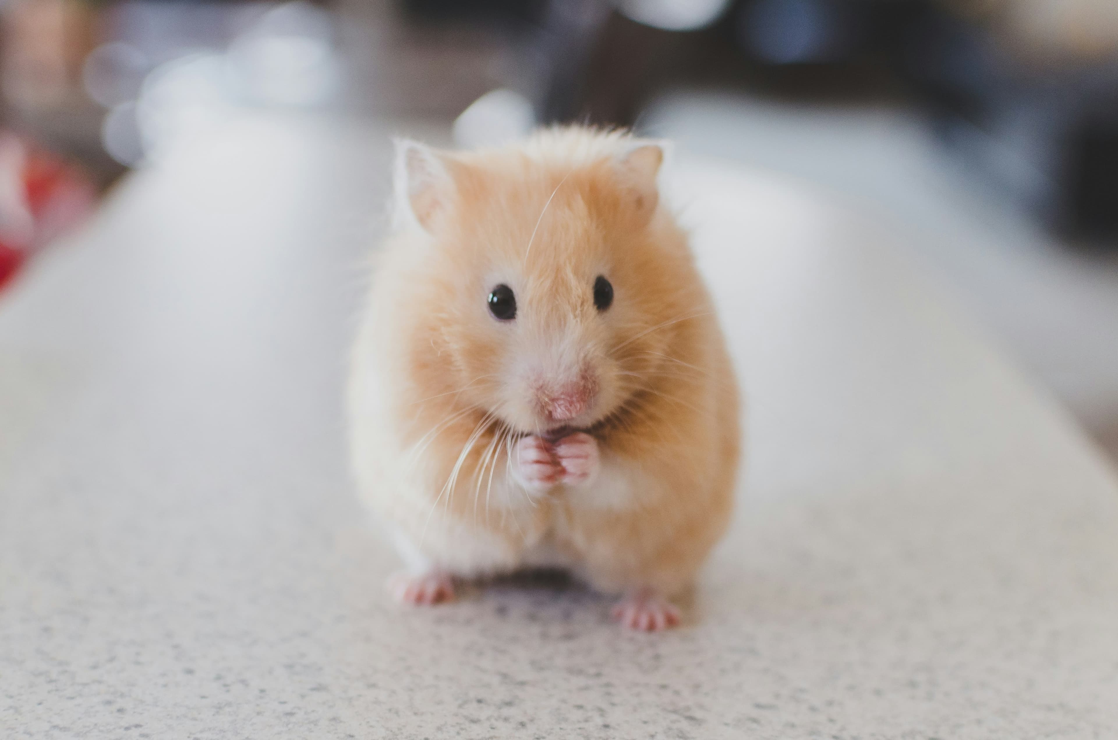 Your Ultimate Guide to Adopting Your First Hamster: Everything You Need to Know