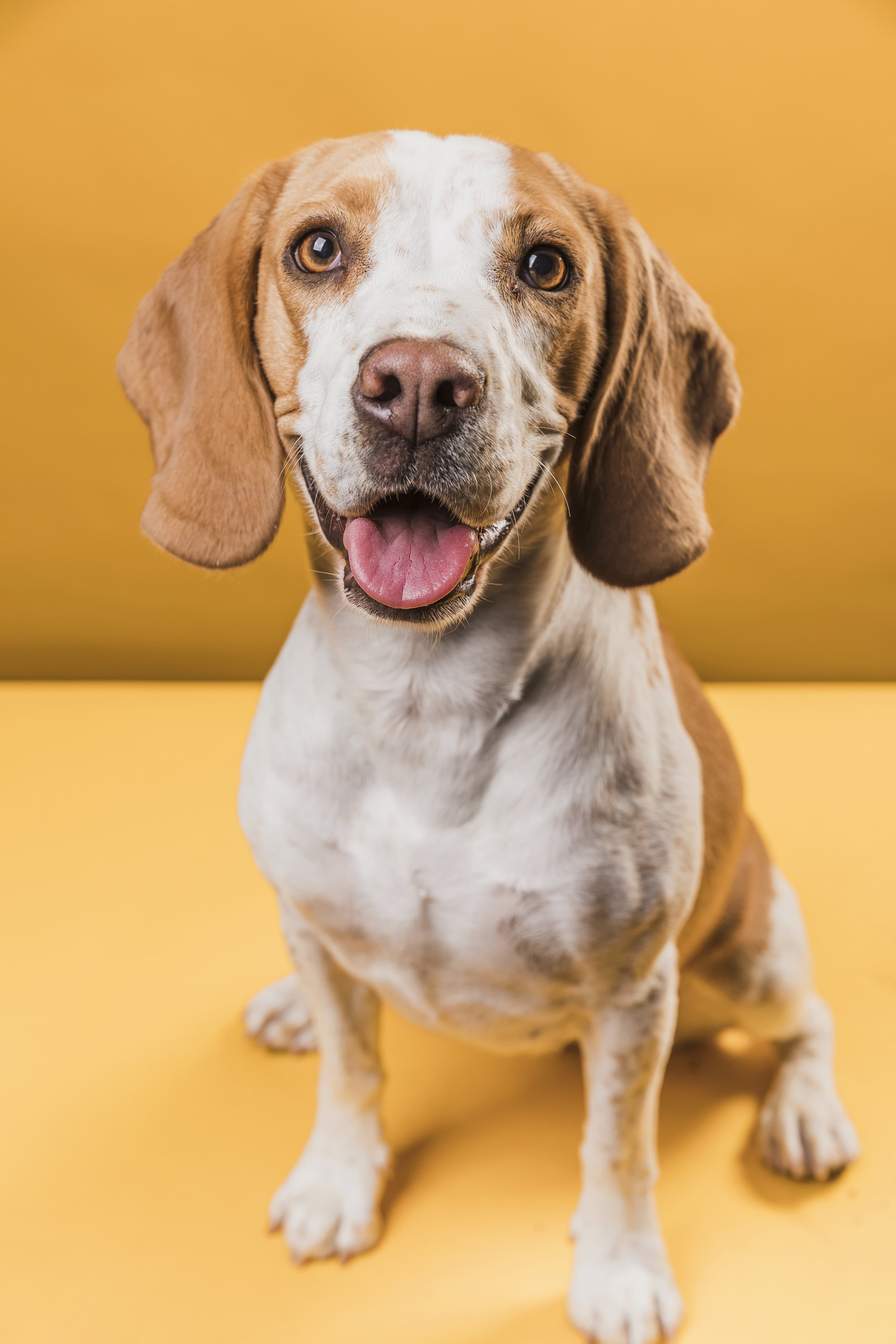 10 Simple Ways to Improve Your Dog's Life Today